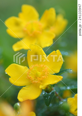 金糸梅の花 24133947