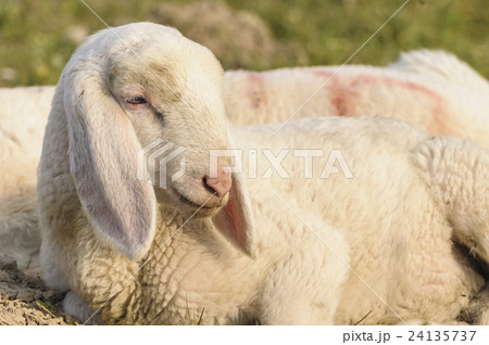portrait of lamb 24135737