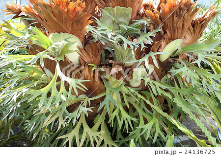 大きなコウモリラン(ビカクシダ) 大きなコウモリラン(ビカクシダ) 24136725