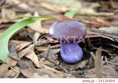 Cute shiny purple mushroom 24136804