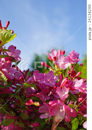 青空に映えるベニウツギ 青空に映えるベニウツギ 24138200