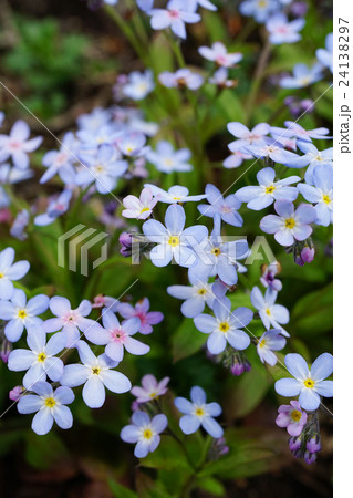 美しくも可憐なワスレナグサの写真素材