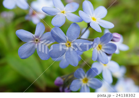 美しくも可憐なワスレナグサの写真素材