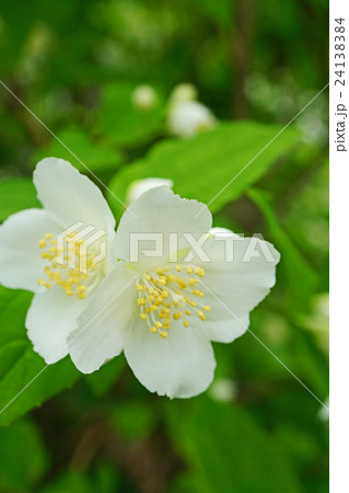 気品溢れるバイカウツギ 24138384