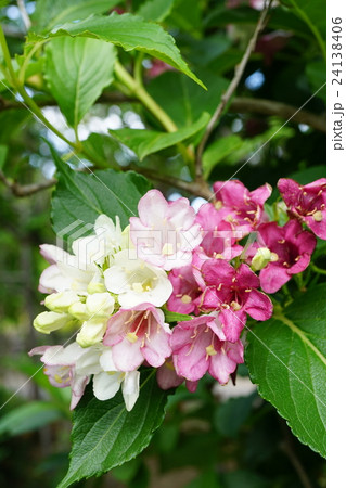色変わりするハコネウツギ 24138406