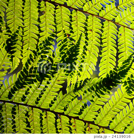 Australian tree fern (Dicksonia) leaves (fronds) 24139016