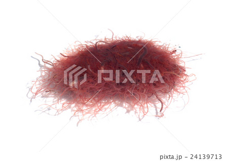 イトミミズ 24139713