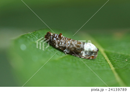 生き物　昆虫　コシロアシヒメハマキ、どう見ても小鳥の糞ですが意外と大きな目をしています 24139789