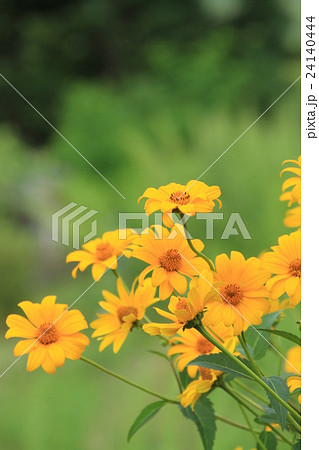 夏の花、緑の中にたくさんさくヒマワリ、姫ひまわり、黄色い小さな花 24140444