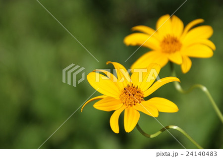 夏の花 夏ヒマワリ 姫ひまわり 黄色い小花の写真素材
