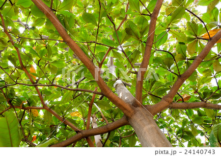 abstract a branch against wood green abstract a branch against wood green 24140743