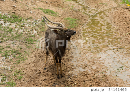 Male nyalas looking something 24141466