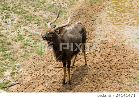 Male nyalas standing Male nyalas standing 24141471