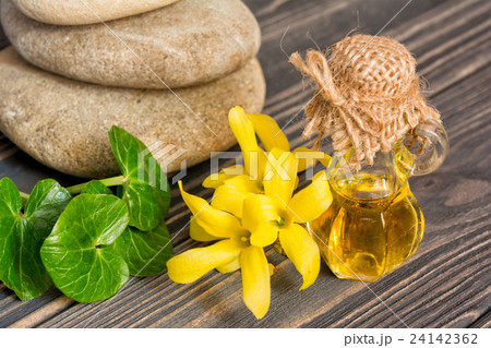 Essence and flower of forsythia Essence and flower of forsythia 24142362