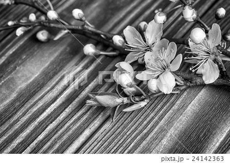 Cherry flowers greeting card Cherry flowers greeting card 24142363