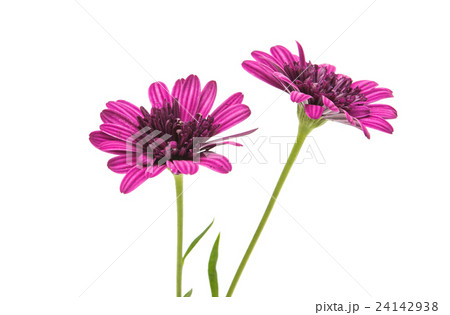 Osteosperumum Flower Daisy Isolated 24142938