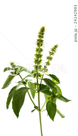 basil isolated 24142993