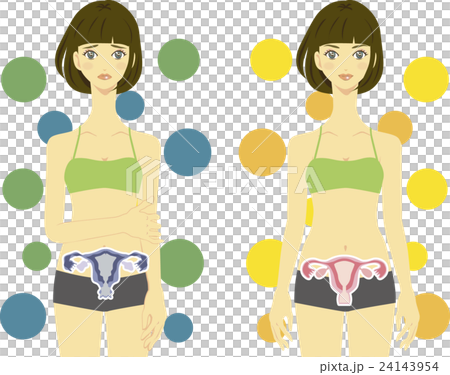 Female uterus image 2 Female uterus image 2 24143954