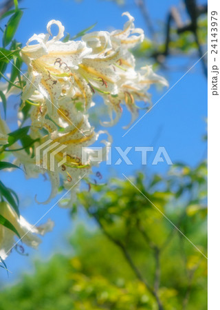 ヤマユリと青空 24143979