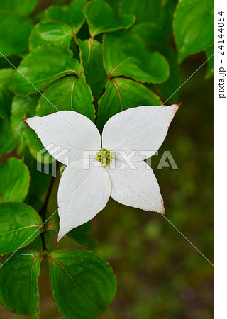 ヤマボウシ 24144054