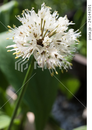 ギョウジャニンニクの花 24144301