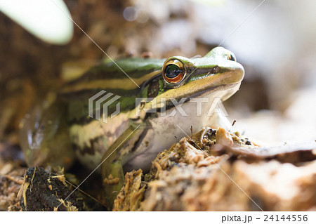 Frog in natural environment 24144556