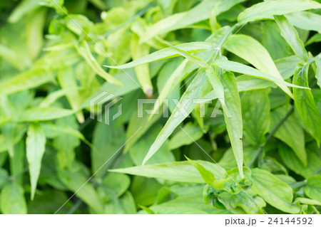 Thai herbs.Clinacanthus nutans 24144592