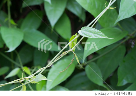 Thai herbs.Laurel clock vine, 24144595