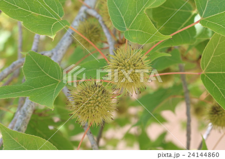 タイワンフウ 24144860