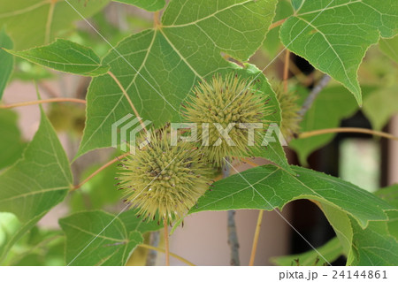 タイワンフウ 24144861