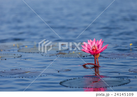 Pink water lily or lotus. 24145109