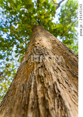 Big tree and green Leaves bottom view background. 24145143