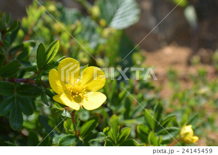 キンロバイ 24145459