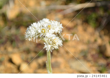 アポイハハコ 24145461