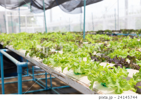 Hydroponic technology. Hydroponic technology. 24145744