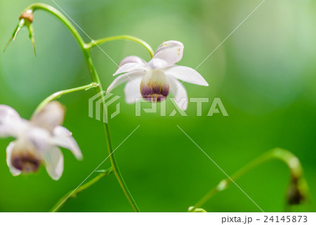 レンゲショウマ レンゲショウマ 24145873