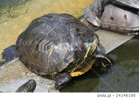 不忍池のミドリガメ 不忍池のミドリガメ 24146100