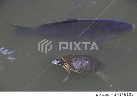 不忍池のミドリガメとコイ 24146105