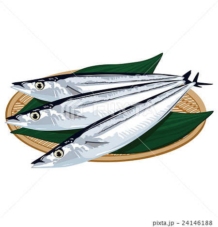 秋刀魚 イラストのイラスト素材 24146188 Pixta