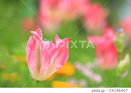 チューリップ チューリップ 24146407