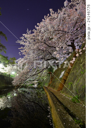 夙川夜桜2016 夙川夜桜2016 24146776