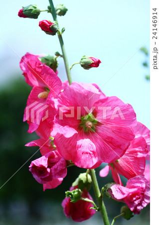 タチアオイの花 24146914