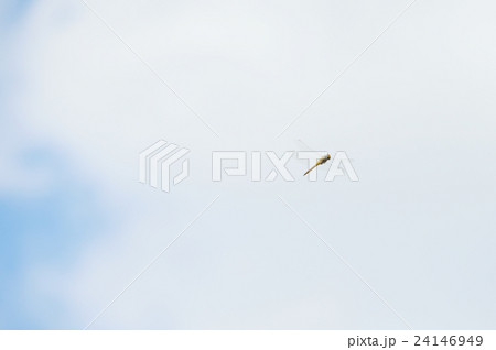 とんぼ 24146949