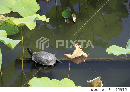 生きもの:爬虫類(Reptiles) 0