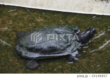 不忍池のクサガメ 24146957