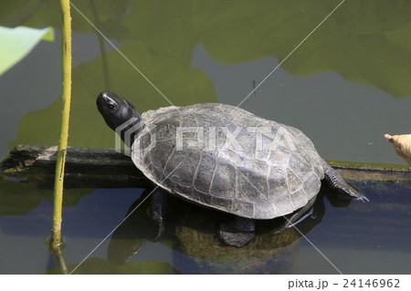 不忍池のクサガメ 24146962