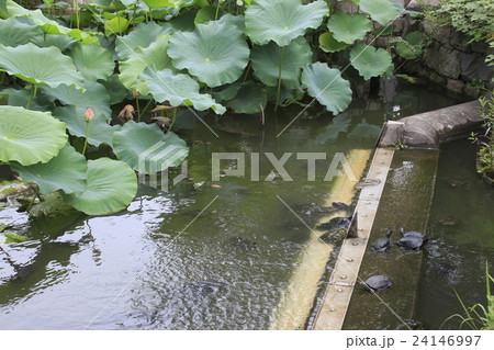 不忍池のカメ 24146997