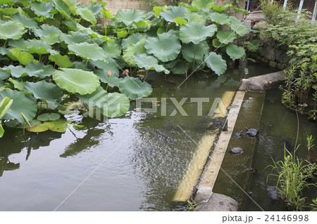 不忍池のカメ 24146998