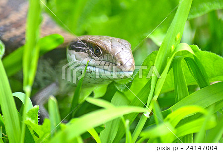 Australian Blue Tongue Lizard in grass 24147004