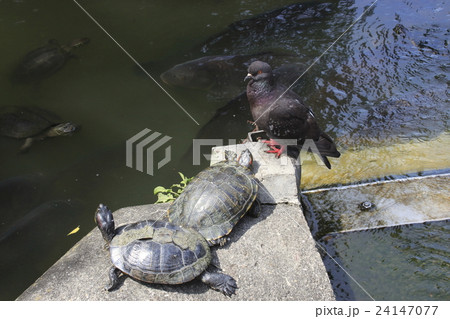 不忍池のカメとハト 24147077